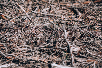 Old branches on the ground. Gloomy photo background with branches of sawn trees in the forest