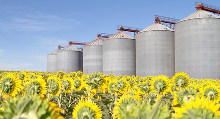 metal silo of corn, wheat and sunflowers with blue sky. © Juan