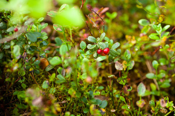 Lingonberry bush. Lingonberry berries. Ripe red lingonberries ripened in the forest.