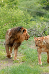 Naklejka premium lion and lioness on walk