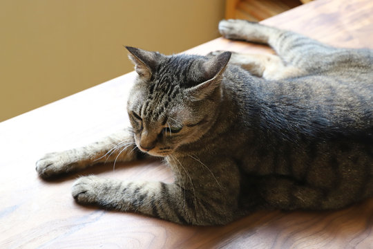 キジトラ猫