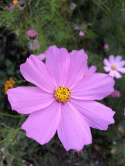 Obraz premium flower in the garden