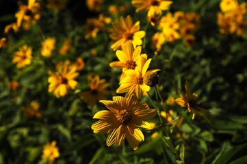 yellow flowers