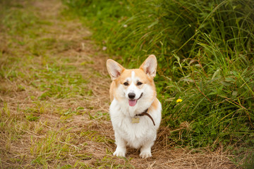 Cute Corgi dog in nature. Welsh Corgi Pembroke.