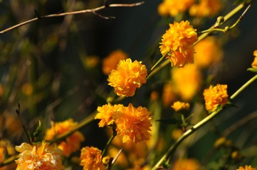 yellow blooming flowers, closeup