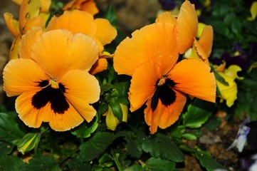 yellow panse flowers, closeup