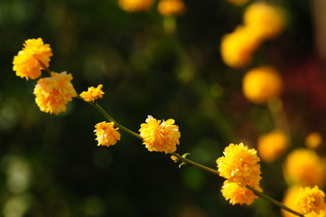 yellow blooming flowers, closeup