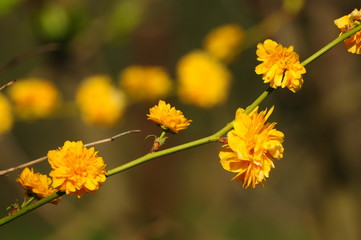 yellow blooming flowers, closeup