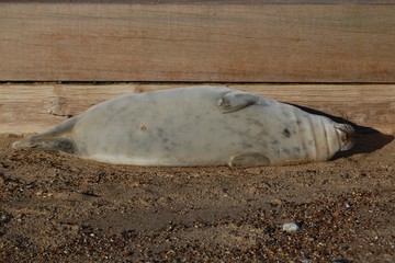 Sleepy grey seal