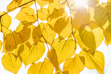 Closeup view of yellow autumnal leaves.  Horizontal color photography.