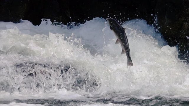 Big wild Atlantic Salmon jumping into river stream in Norway. Slow motion and close up.