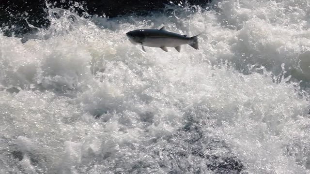 Big wild Atlantic Salmon jumping far upwards in a river in Norway. Slow motion and close up.