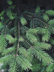 Texture of green pine tree.