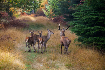 Herd of red deer