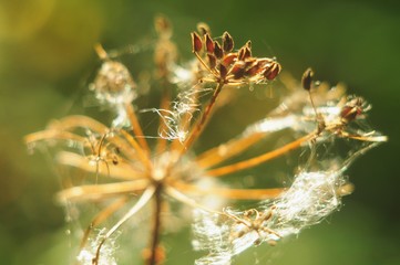 Sunny autumn web on a dry umbrella plant