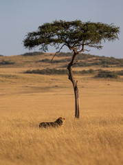 Lion in the Grassland