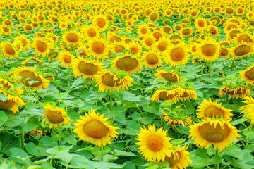 Fototapeta na wymiar sunflower flowers on the field as background