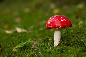 Amanita muscaria mushroom