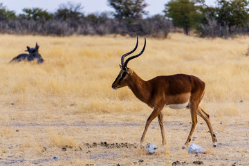 Impala (Aepyceros melampus) male animal with curved antlers looking backward in early morning sun in Kruger National park, South Africa