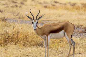 Naklejka na ściany i meble Springbok (Antidorcas marsupialis) head and shoulders, Kalahari Desert, South Africa against blurred natural background
