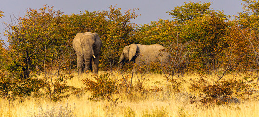 Obraz premium Elephants eat a small shrub, Kenya