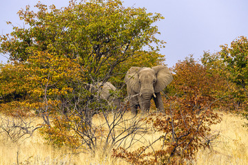 Elephants eat a small shrub, Kenya