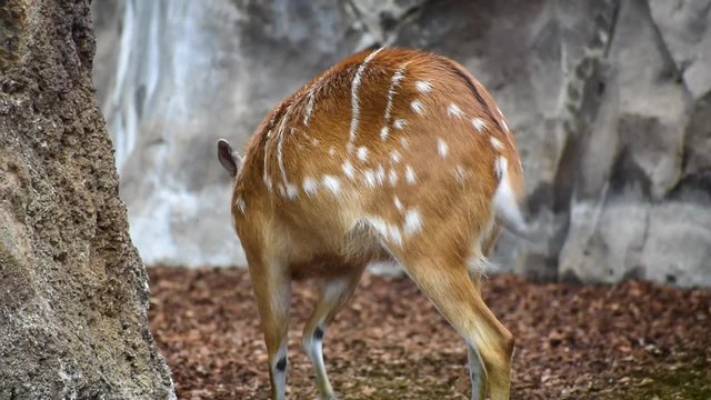 The sitatunga female or marshbuck (Tragelaphus spekii) is a swamp-dwelling antelope found throughout central Africa