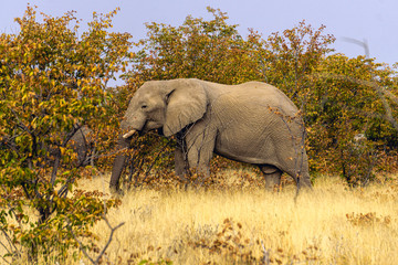 Fototapeta na wymiar Close up of an African elephant eating in the Kruger National Park, South Africa.