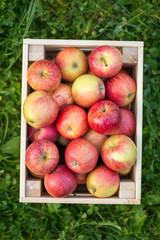 Photo from above of box with apples on green lawn