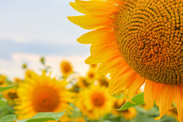 sunflower flowers on the field as background