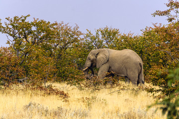 Close up of an African elephant eating in the Kruger National Park, South Africa.