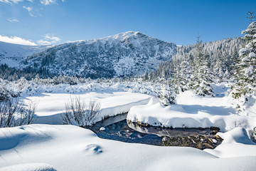 Scenic image of frozen fir trees. Location Carpathian mountains, Ukraine, Europe.