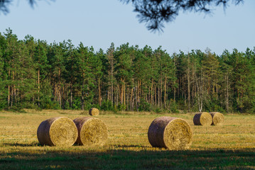 Field in the countryside with straw rolls in sunny weather.