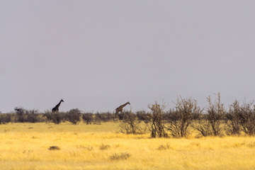 Giraffe in Kruger national park, South Africa ; Specie Giraffa camelopardalis family of Giraffidae