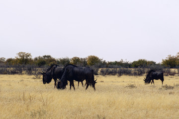 Wildebeest on the savannah (Connochaetes) in the Etosha National Park, Namibia