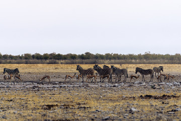 Burchell's zebra, gemsbok and springbok sharing a watering hole in Etosha national park in Namibia Africa