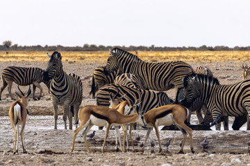 Fototapeta na wymiar Burchell's zebra, gemsbok and springbok sharing a watering hole in Etosha national park in Namibia Africa