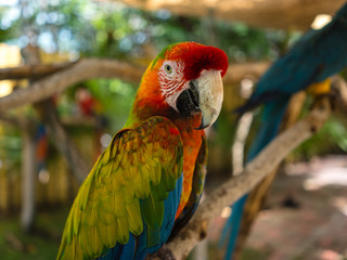 Farbenfroher Papagei