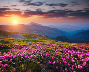 The magic rhododendron blossoms in the springtime. Location Carpathian national park, Ukraine, Europe.