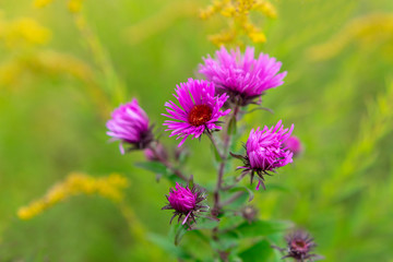 Obraz premium Perennial pink aster flowers in the meadow on an autumn warm day