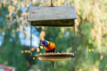 A Rainbow Lorikeet in eating some food on a hanging birdhouse