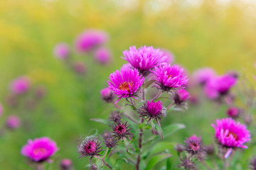Obraz premium Perennial pink aster flowers in the meadow on an autumn warm day