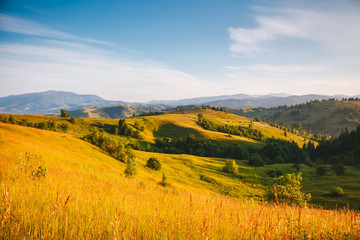 Obraz premium Misty alpine highlands in sunny day. Location Carpathian national park, Ukraine, Europe.