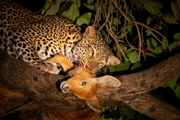 Leopard eating pucu on the tree at night