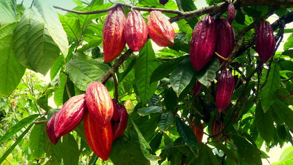 mehrere Kakaofrüchte reifen am Baum