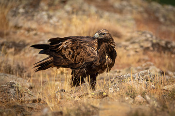 Aquila chrysaetos male feeding on the ground looking back