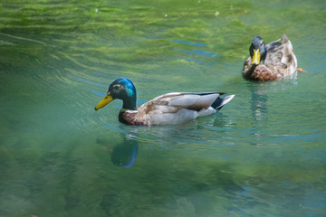 A blue headed duck in the water