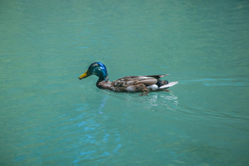 A blue headed duck in the water
