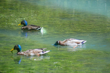 Three blue headed ducks feeding in the water