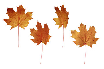Yellow autumn maple leaves isolated on white background